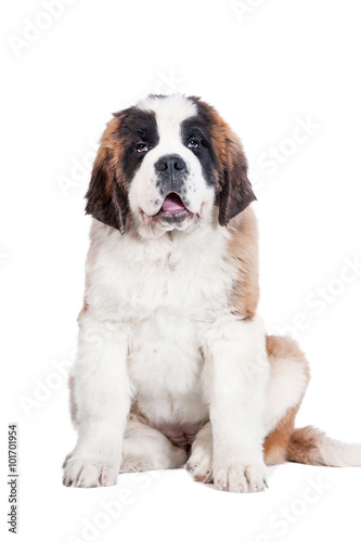 Saint bernard puppy with funny face