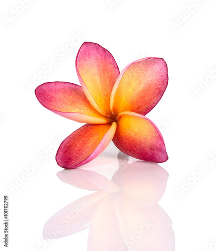 frangipani flowers isolated on the background white