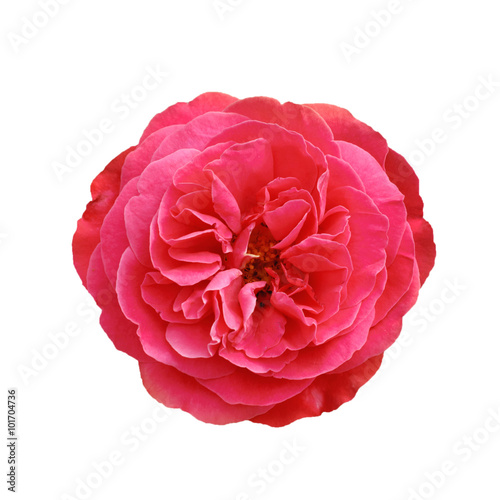 Pink beautiful  rose blossoming isolated on white background © Roxana