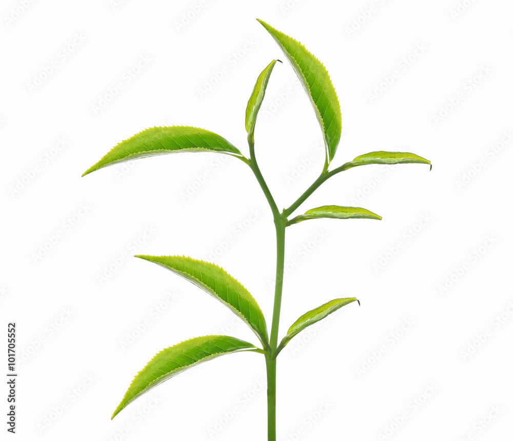 Obraz premium Green tea leaf isolated on white background