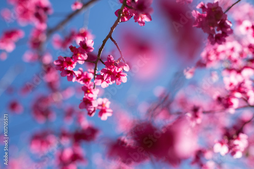 Cherry blossom tree