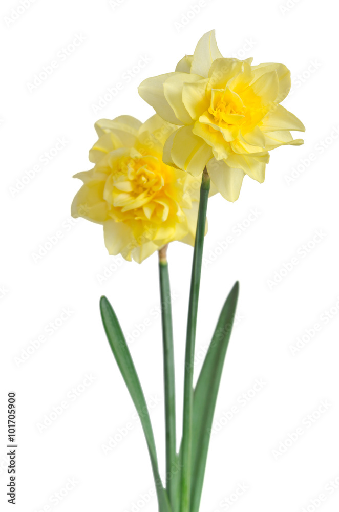 Beautiful daffodils isolated on white background Beautiful daffodils isolated on white background