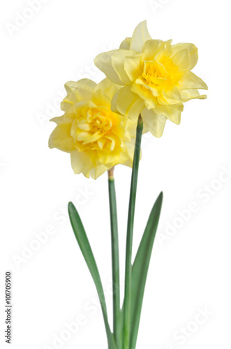 Fototapeta Naklejka Na Ścianę i Meble -  Beautiful daffodils isolated on white background