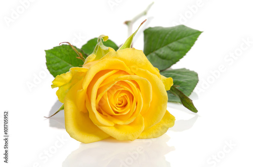 Yellow rose isolated on white background