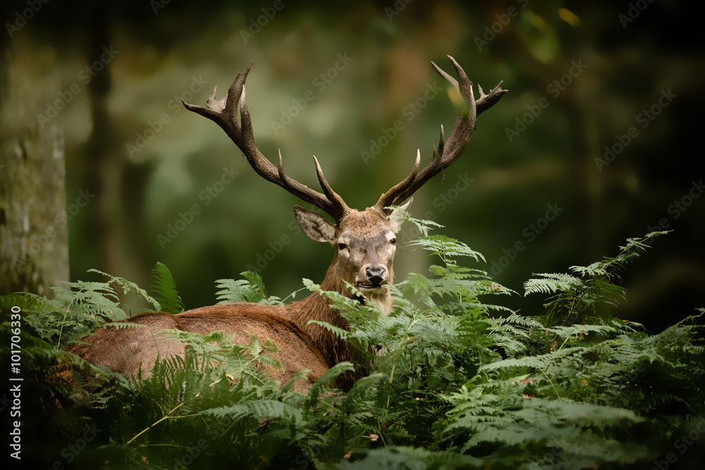 jeleń beli polowanie drewno ssak król las jeleń paproć <span>plik: #101706330 | autor: shocky</span>