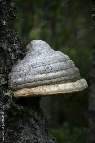 Chaga mushroom