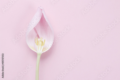 Pink tulip on pink background photo