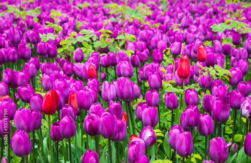 Blue tulips with mimosa and butterfly