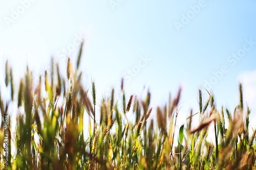 Wild grass (weed) with a sun light and blue sky in the background. 