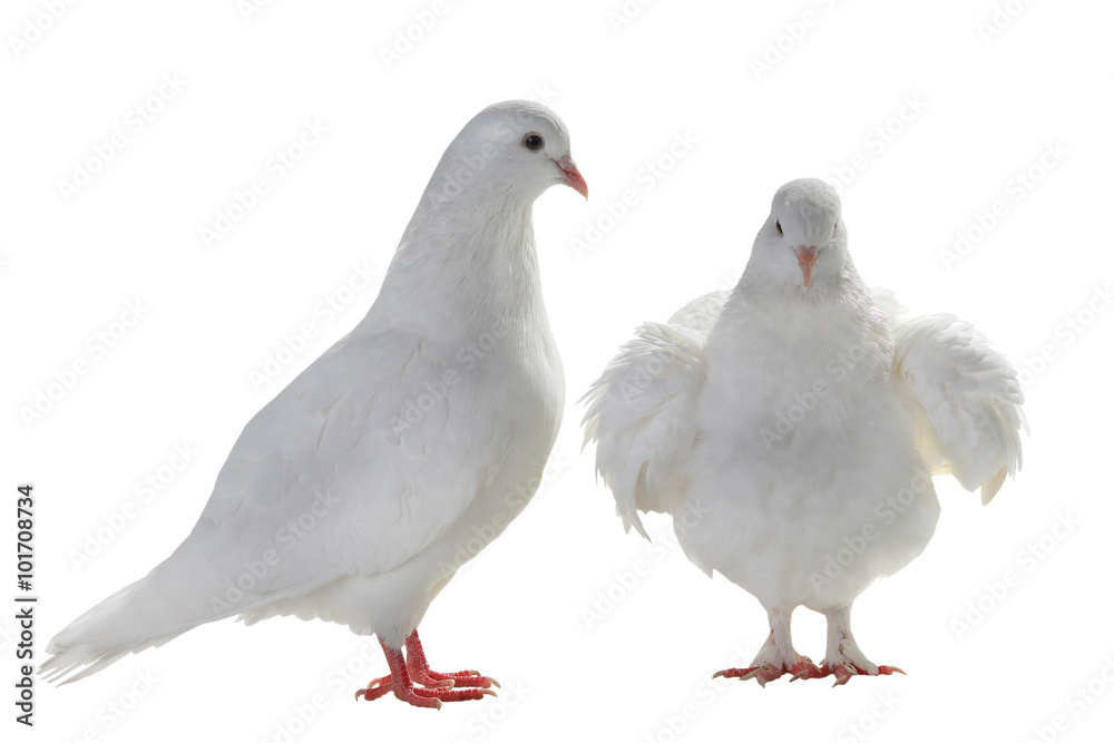two white pigeon two white pigeon