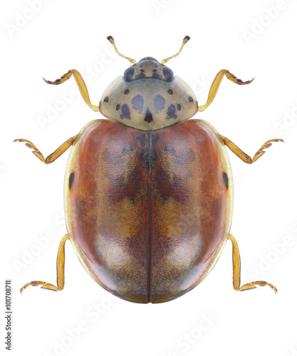 Beetle Ladybird Harmonia quadripunctata © als
