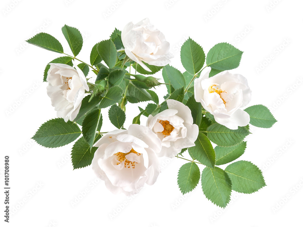 Naklejka premium Rose flowers with leaves