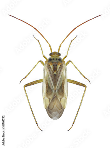 Bug Adelphocoris quadripunctatus © als