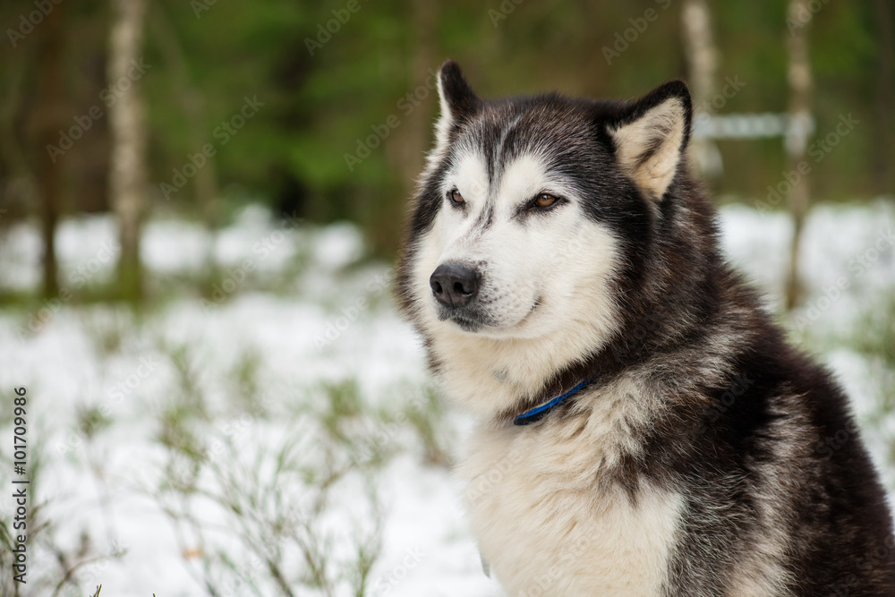 Chukchi husky outlet