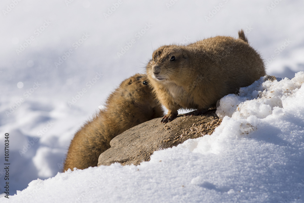 Φωτογραφία Prairie Dogs in the winter