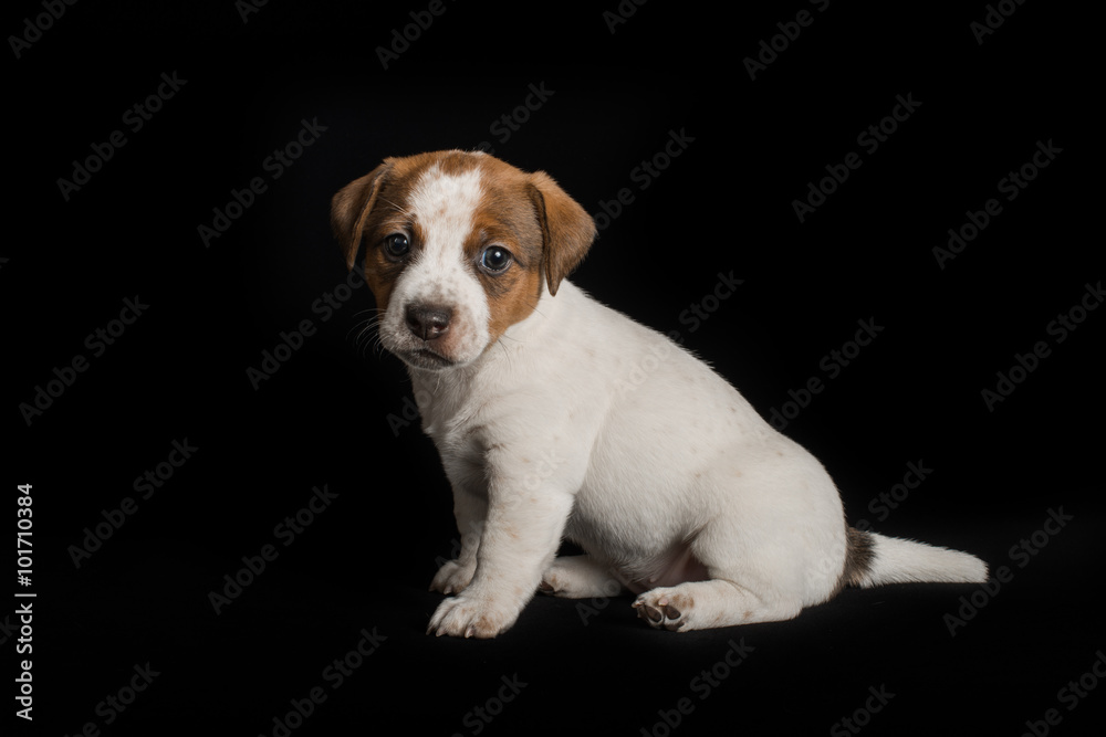 Portrait of a jack-russell puppy Portrait of a jack-russell puppy