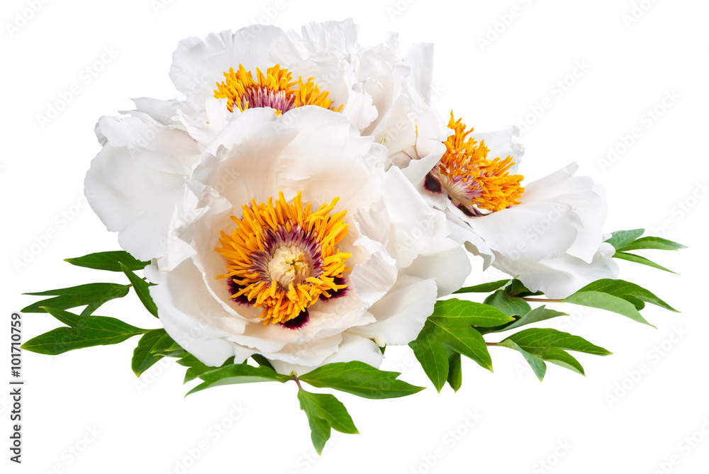 Obraz na plátně Three White Peonies Flower
