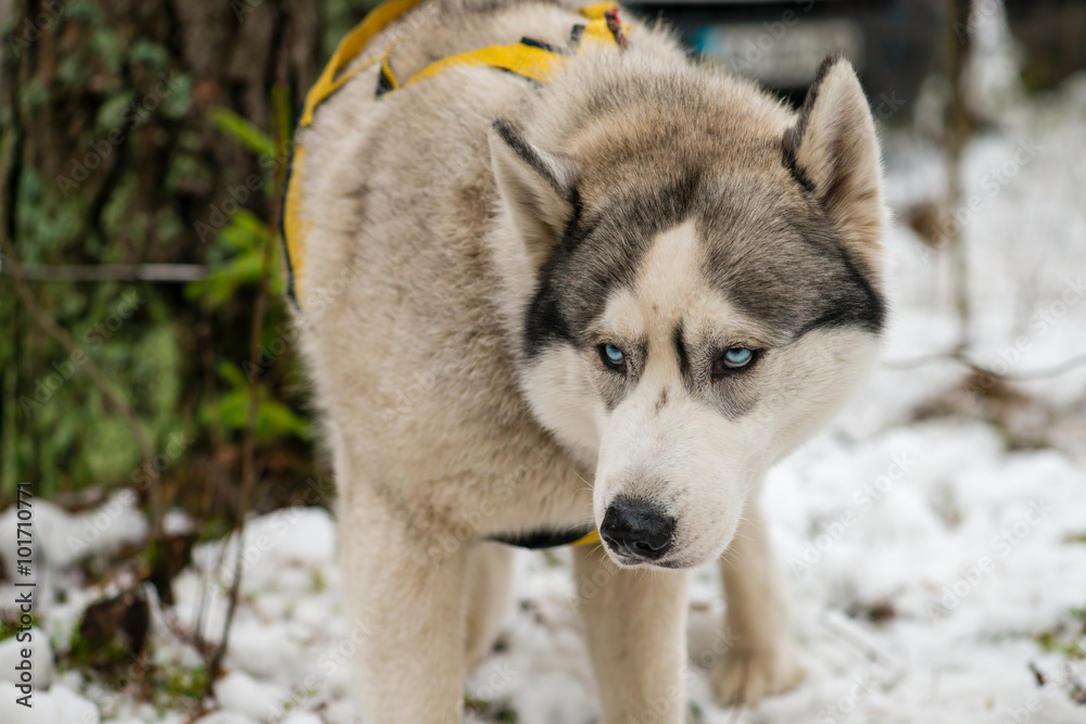 siberian husky portrait close-up against the background of a sno