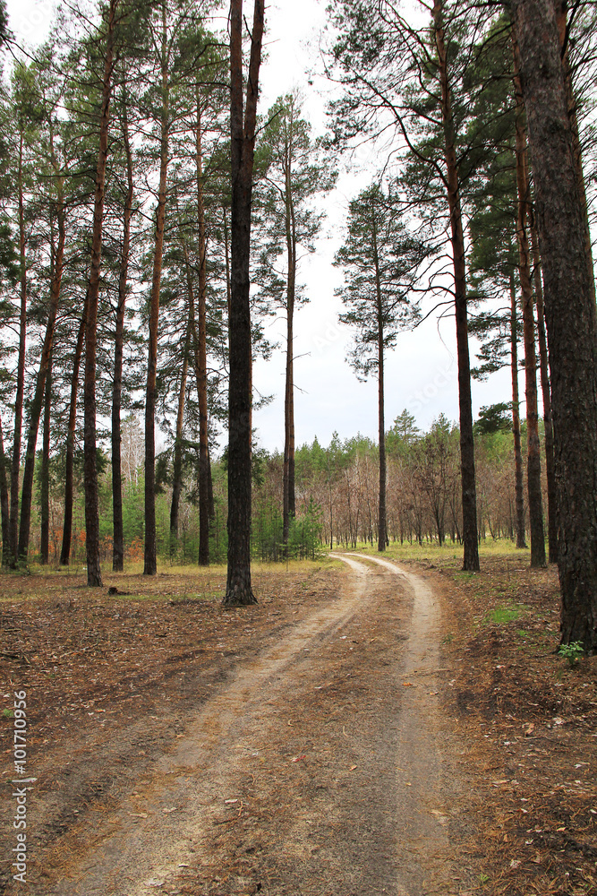 Fototapeta premium Forest road landscape close-up background