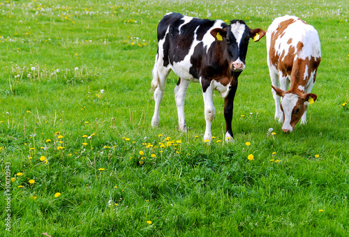 Holstein calves in a meadow, one brown and one black. The image was taken in the Netherlands.