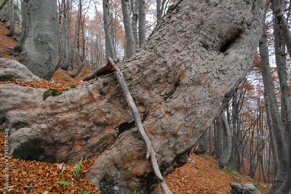 Fototapeta premium Aceri e faggi parco nazionale abruzzo lazio molise