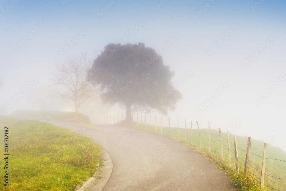 Φωτογραφία country road with morning fog