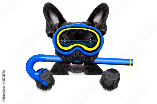 scuba diving dog © Javier brosch