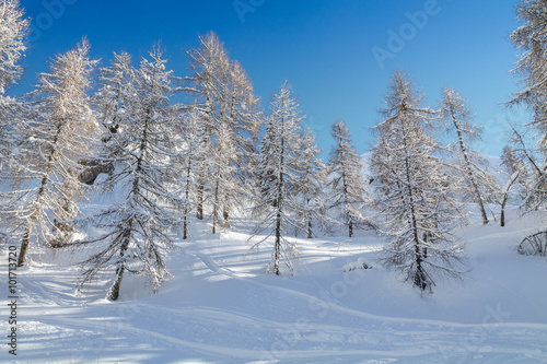 Cosy winter scene with snow covered trees in the mountains