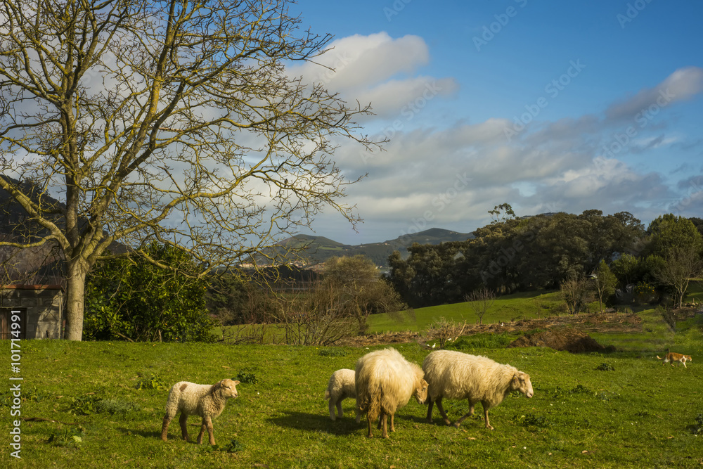 Sheep with lambs on spring grass