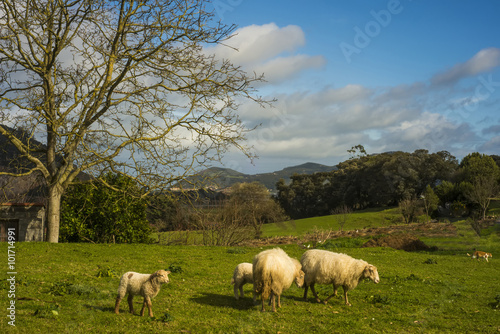 Sheep with lambs on spring grass