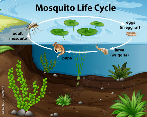 Life cycle of mosquito in the pond