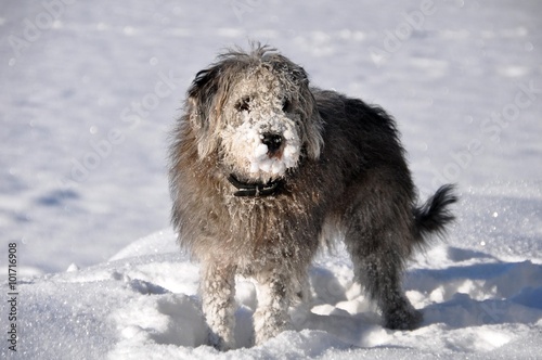 Fotografie Hund im Schnee