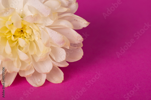Fototapeta Naklejka Na Ścianę i Meble -  Chrysanthemum