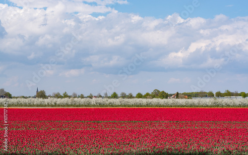 Spring red tulip fields and blossomig apple orchard