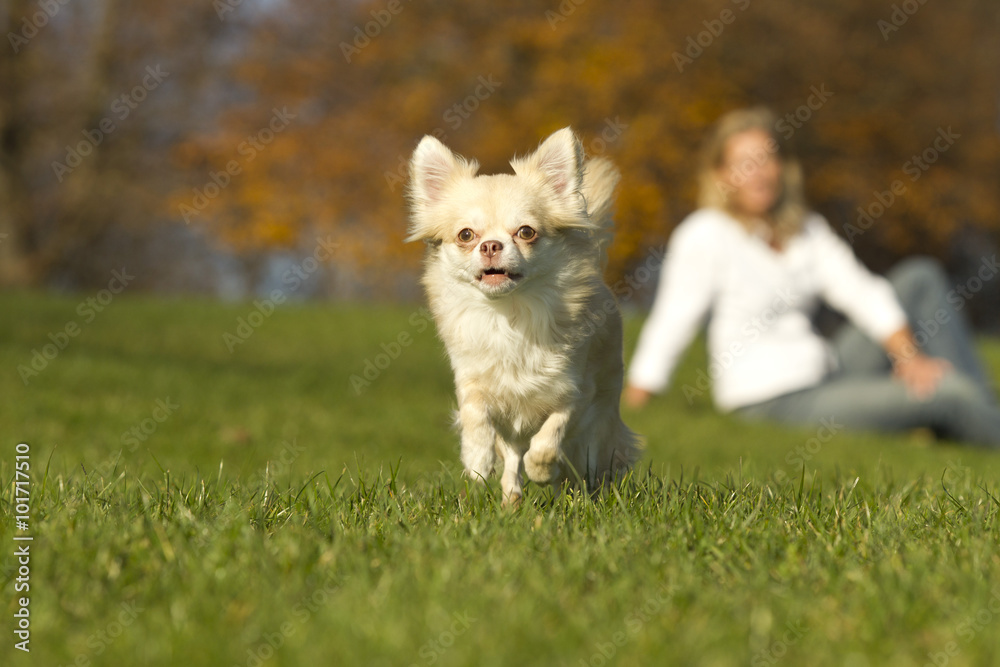 Chihuahua in der Natur mit Frau unscharf im Hintergrund