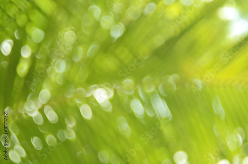 Nature palm leaf bokeh sun light abstract background.