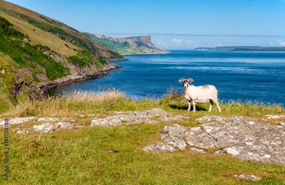 Sheep and Cliffs. Essence of Northern Ireland