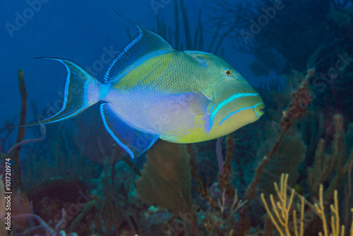 Fototapeta Naklejka Na Ścianę i Meble -  Queen triggerfish