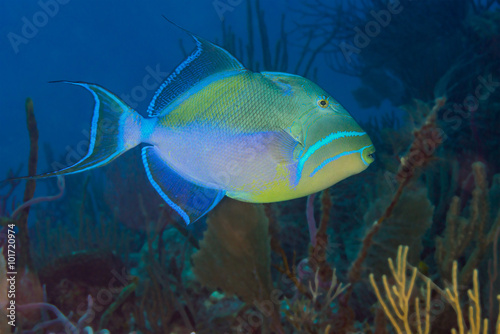 Queen triggerfish
