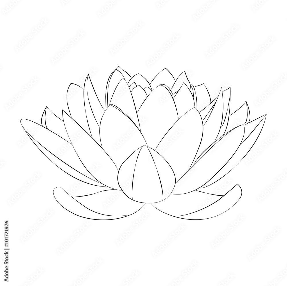 Lotus flower vector on white, fiore di loto in bianco e nero vettoriale su  sfondo bianco Stock Vector