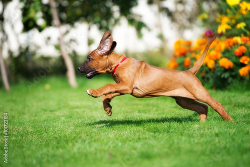 happy rhodesian ridgeback puppy running in summer