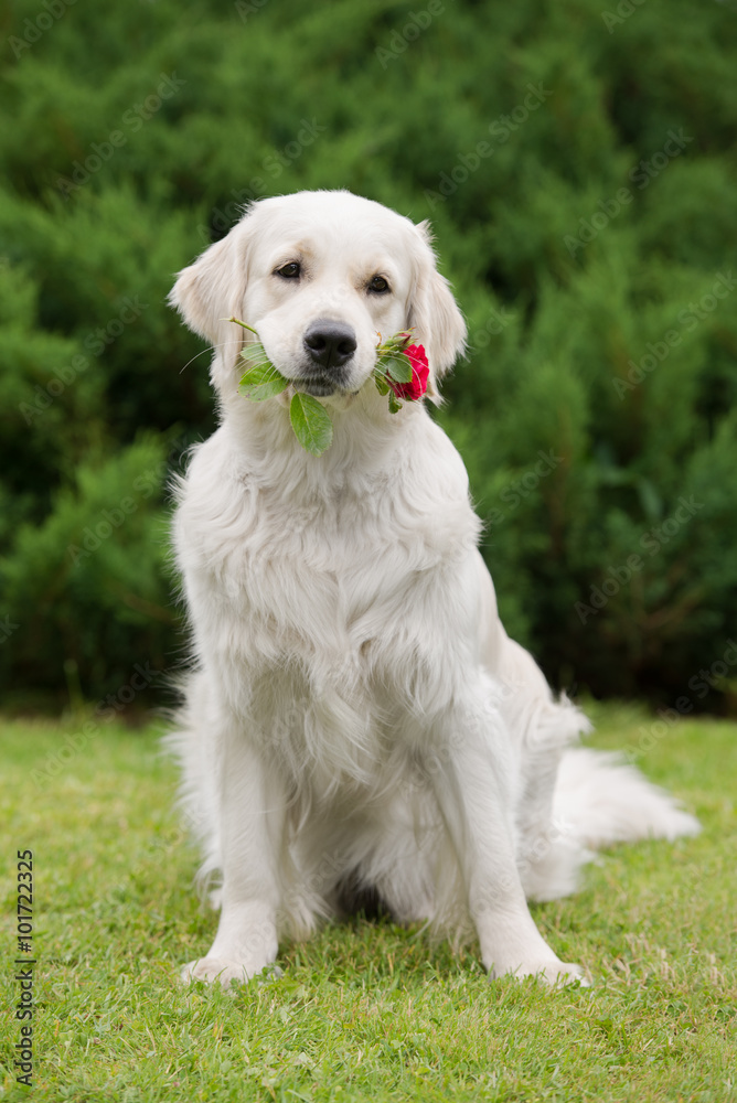 golden retriever dog holding a rose golden retriever dog holding a rose