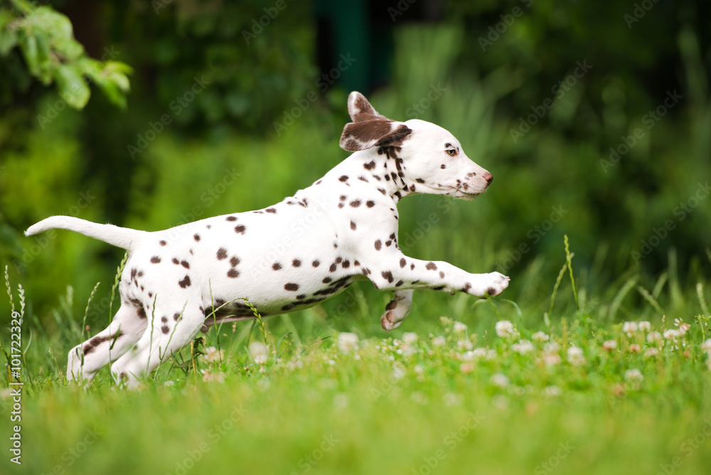 dalmatian puppy running in summer