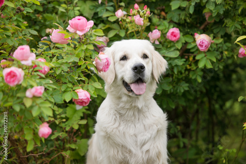 Fototapeta Naklejka Na Ścianę i Meble -  golden retriever dog outdoors