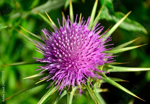 Flower head of milk thistle, silybum marianum