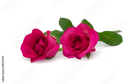 Two pink rose lying down on a white background