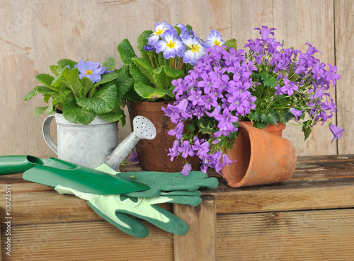 primevère et campanules avec pots , arrosoir, et gant sur table bois  photo