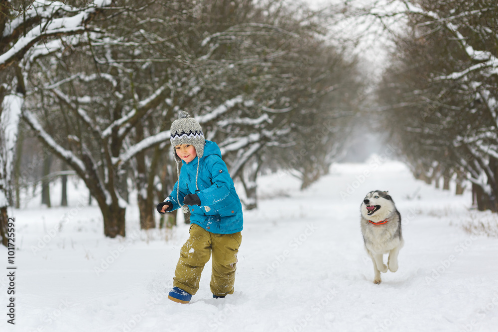 boy running away from dogs or husky outdoors in winter day boy running away from dogs or husky outdoors in winter day