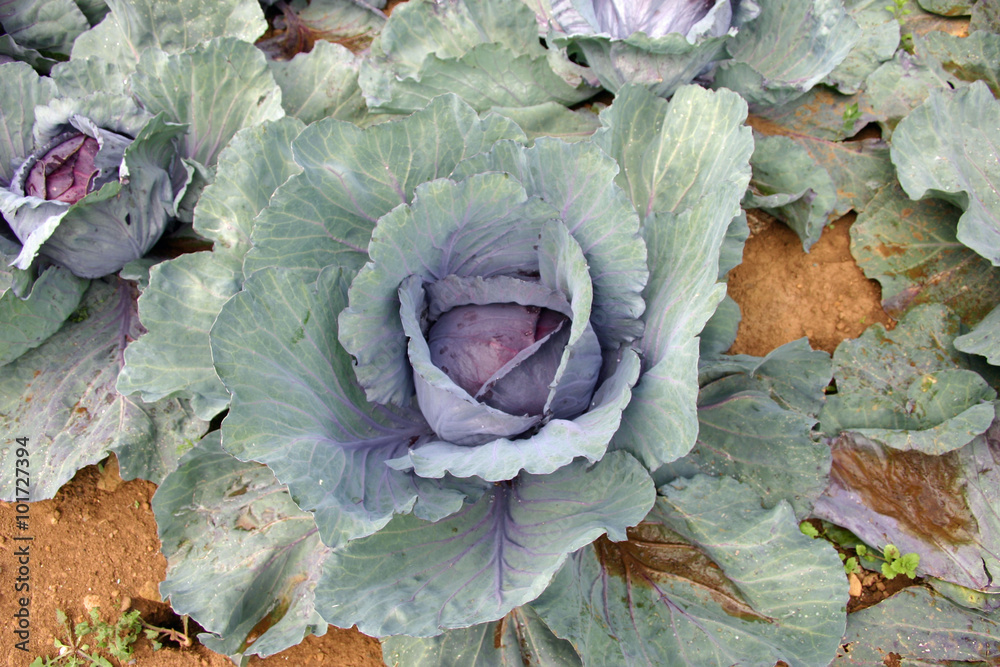 Obraz premium Cabbages