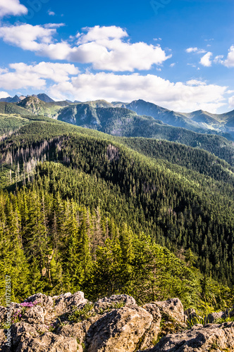 Tatra Mountains in the summer, covered by coniferous forest